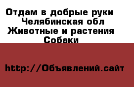 Отдам в добрые руки  - Челябинская обл. Животные и растения » Собаки   